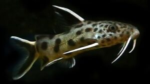 Even Spotted Squeaker