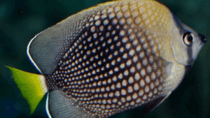 Tahitian Butterflyfish