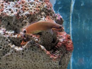 Tail Spot Blenny