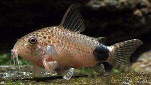Tailspot corydoras