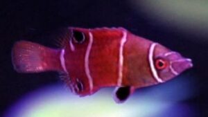 Tanakas Pygmy Wrasse