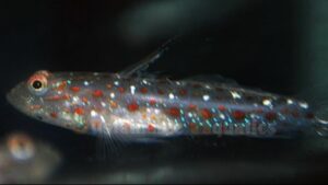 Tangaroa Shrimp goby