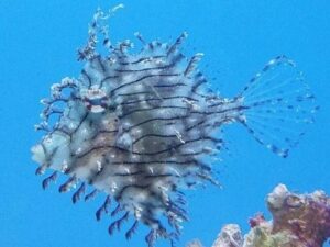 Tassle Filefish