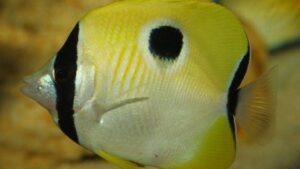 Tear Drop Butterflyfish