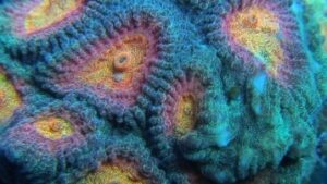 Tequila Sunrize Favia