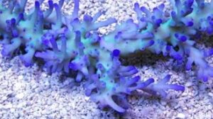 The Real Deal Blue Echinata Acropora