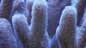 Thick Finger Leather Coral