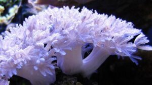 Thick Stem Waving Hand