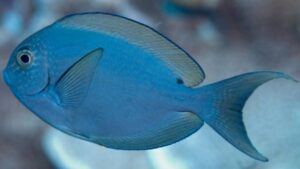 Thompsons Surgeonfish