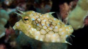 Thornback Cowfish