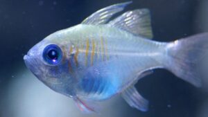 Threadfin Cardinalfish