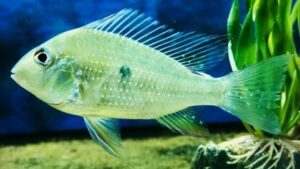 Threadfin Geophagus