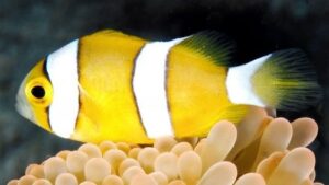 Three Band Clownfish