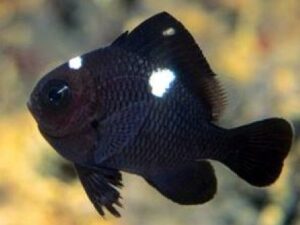 Three Spot Domino Damselfish