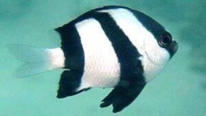 Three Stripe Damselfish
