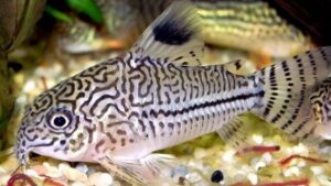 Threestripe Corydoras
