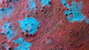 Thunder and Lightning Chalice