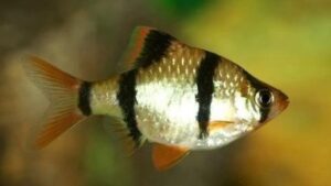 Tiger Barb