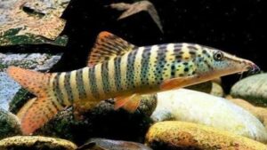 Tiger Botia Loach