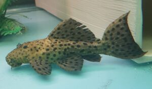 Tiger Pleco L02