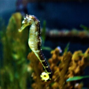 Maricultured TigerTail Seahorse