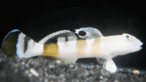 Tiger Watchman Goby