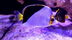Tinkeri Butterflyfish