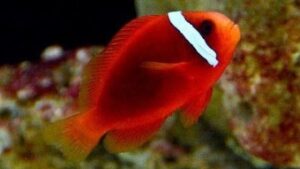 Tomato Clownfish
