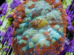 Tonga Bullseye Rhodactis