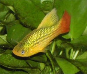 Topsail Platy