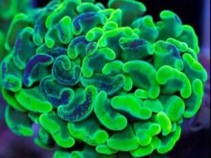 Toxic Green Hammer Euphyllia