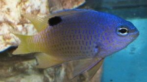Traceys Damselfish