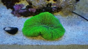 Neon Green Trachyphyllia