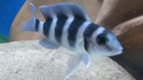 Tretocephalus Cichlid