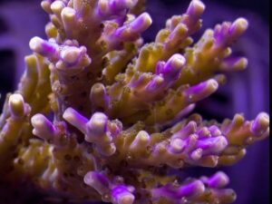 Tri Color Valida Acropora
