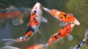 Tri Colored Koi