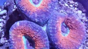 Tricolor Lobophyllia