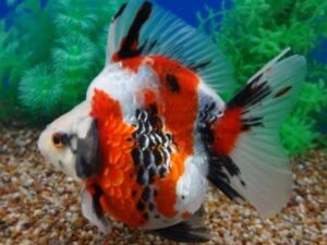Tricolor Ryukin Goldfish
