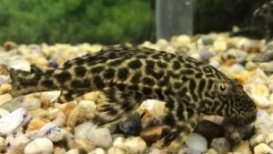 Trinidad Pleco
