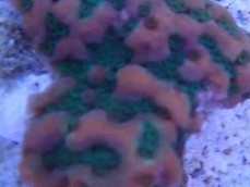 Tropic Thunder Montipora