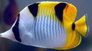 True Falcula Butterflyfish
