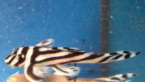 True L46 Zebra Pleco