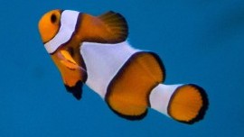 True Percula Clownfish