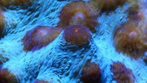 True Robokaki Chalice