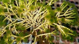 Tufted Joint Algae