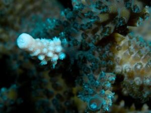 Turquoise Staghorn Acropora