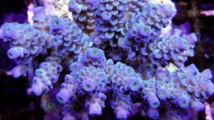Turquoise Tenuis Acropora
