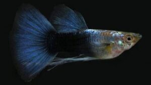 Tuxedo Black Guppy