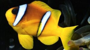 Two Banded Clownfish