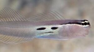 Two Spot Bimaculatus Blenny